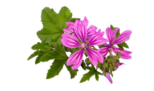 Soluzione Idroalcolica Malva 50°