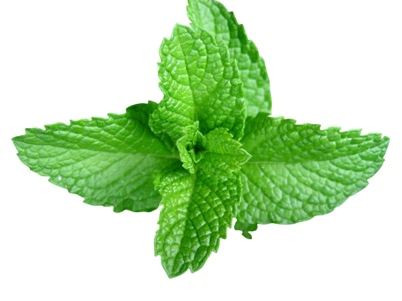 Olio essenziale Menta piperita