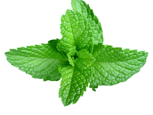 Olio essenziale Menta piperita