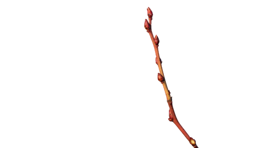 Macerato glicerinato Mirtillo rosso 30°