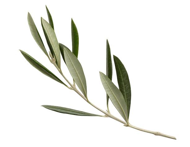 Soluzione Idroalcolica Olivo 50°