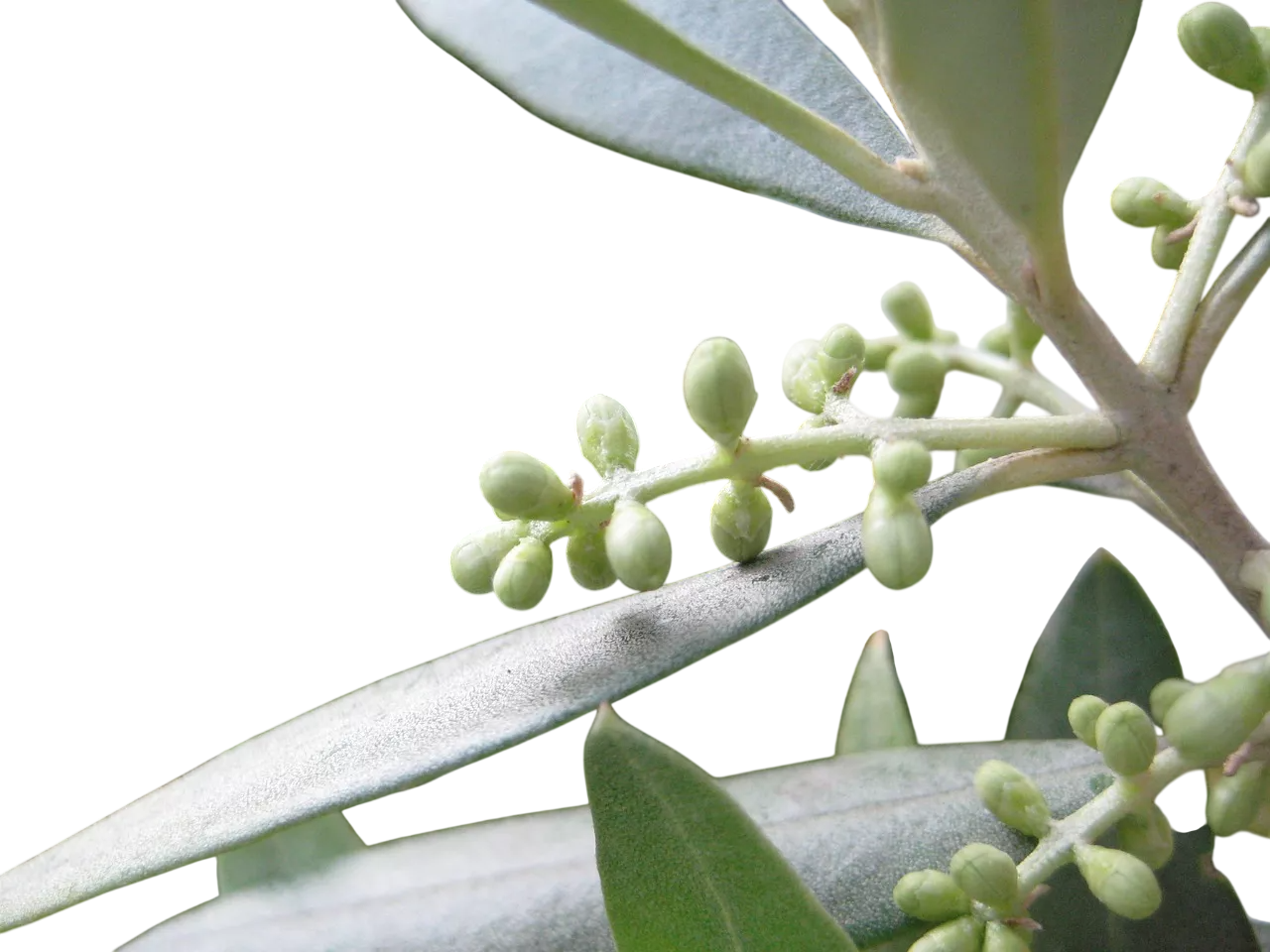 Macerato glicerinato Olivo 30°