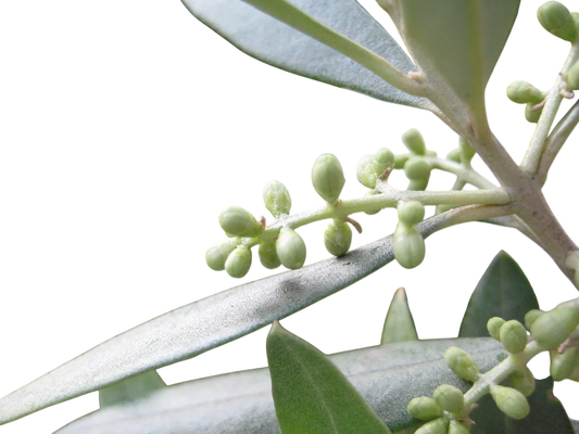Macerato glicerinato Olivo 30°