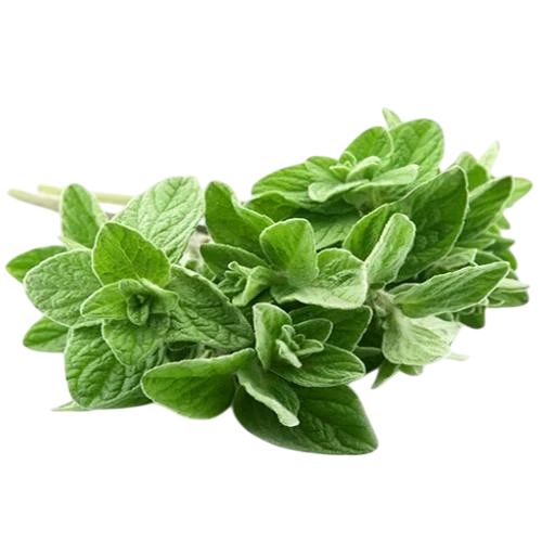 Olio essenziale Origano
