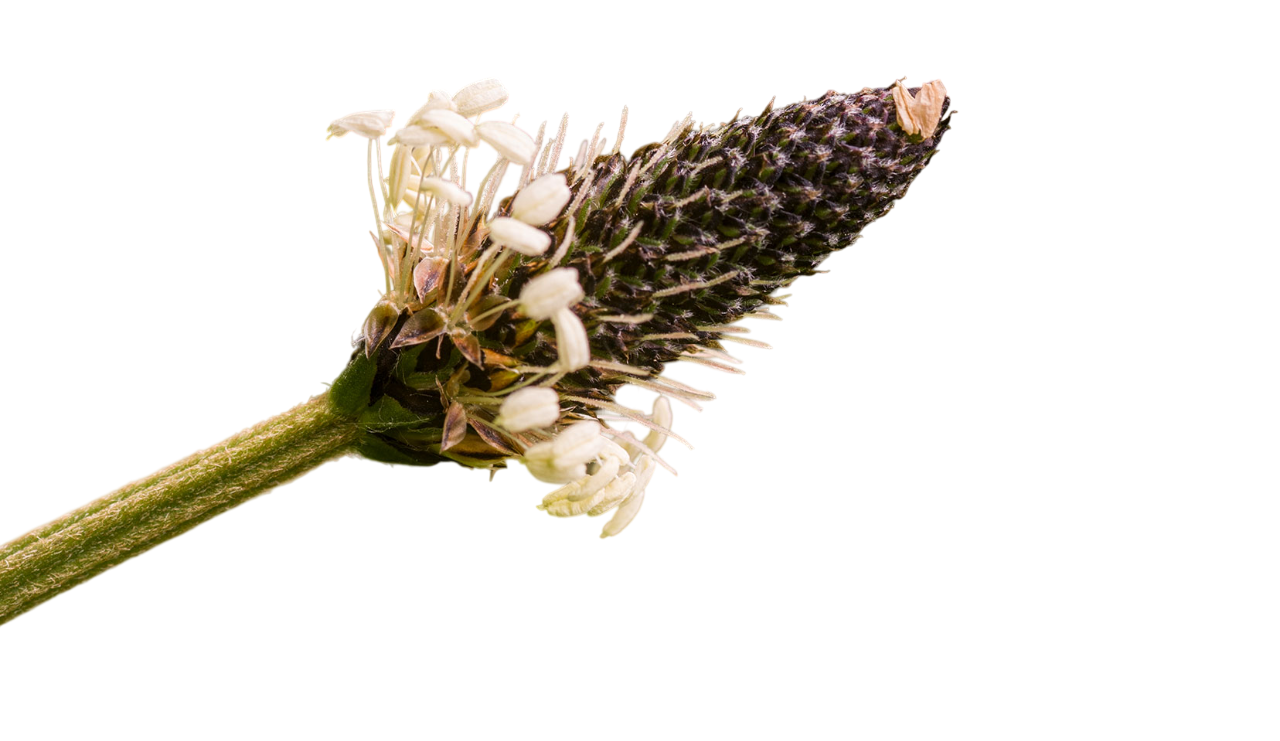 Soluzione Idroalcolica Piantaggine 50°