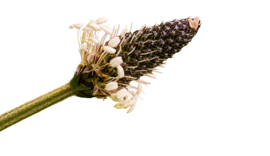 Soluzione Idroalcolica Piantaggine 50°