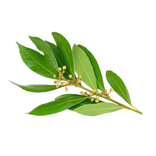 Olio essenziale Ravintsara