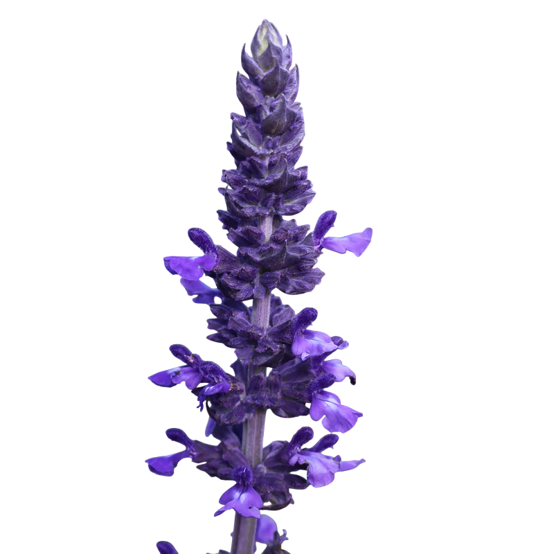 Soluzione Idroalcolica Salvia 50°