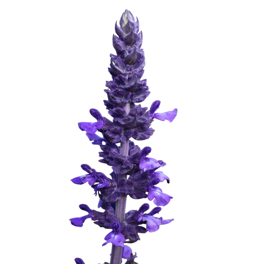 Soluzione Idroalcolica Salvia 50°