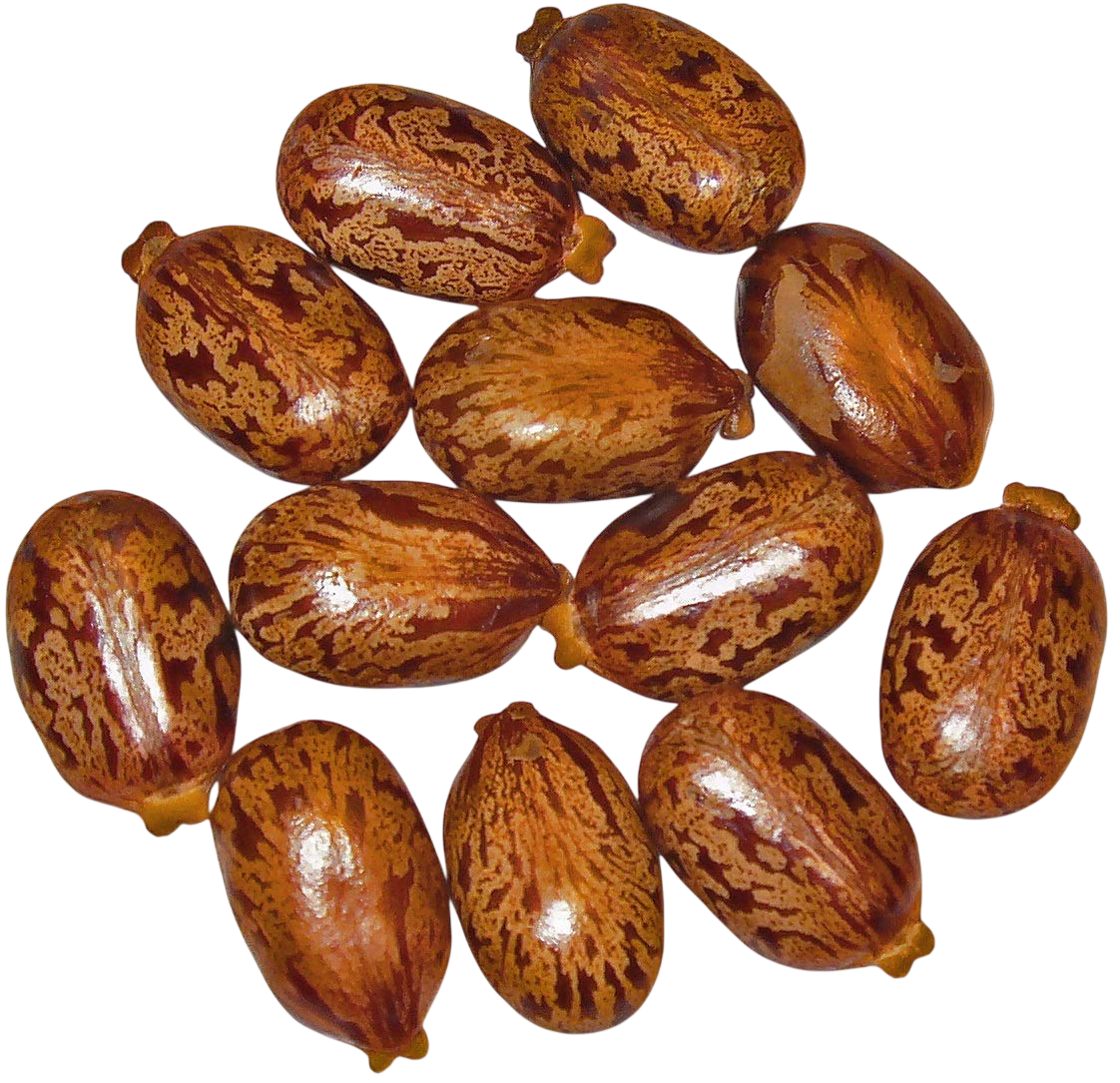 Olio di Ricino