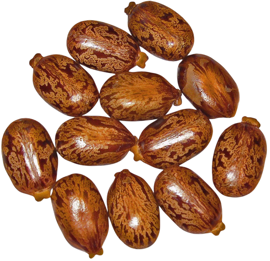 Olio di Ricino