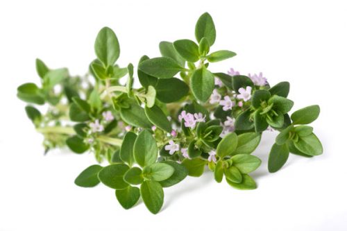 Olio essenziale Timo bianco