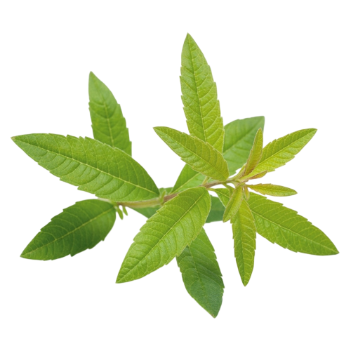 Olio essenziale Verbena odorosa