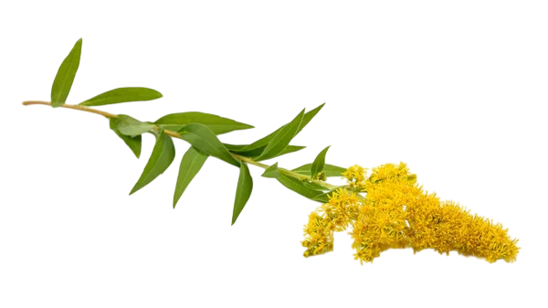 Soluzione Idroalcolica Verga d'oro 50°