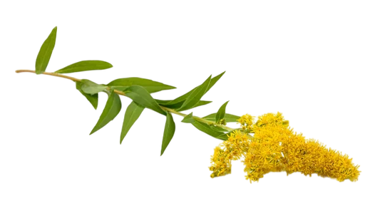 Soluzione Idroalcolica Verga d'oro 50°