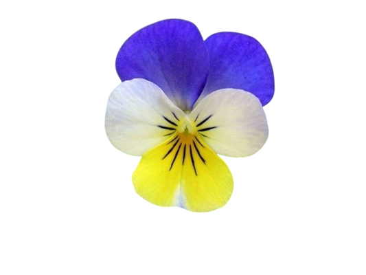 Soluzione Idroalcolica Viola tricolore 50°