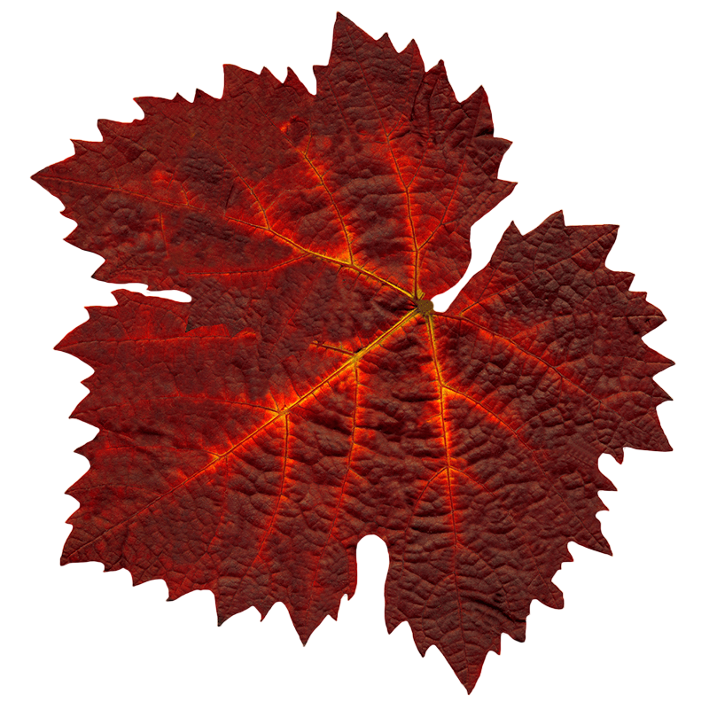 Soluzione Idroalcolica Vite rossa 50°