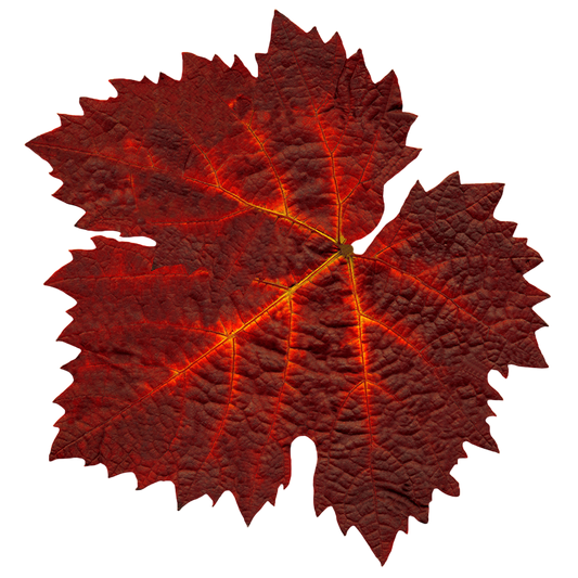 Soluzione Idroalcolica Vite rossa 50°