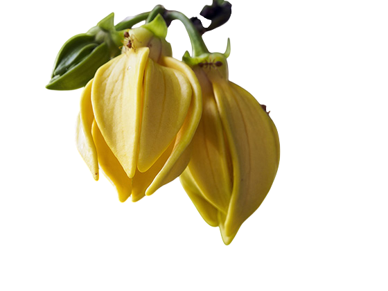 Olio essenziale Ylang Ylang