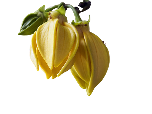 Olio essenziale Ylang Ylang